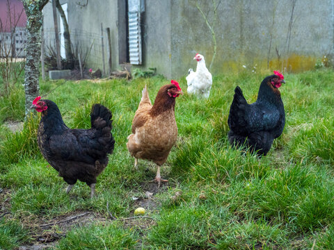 French Breeds of chickens : Estaires, G&acirc;tinaises and Noire de Challans