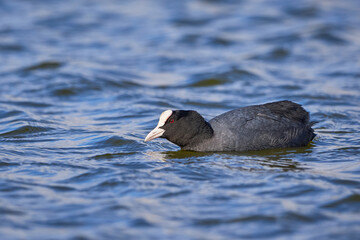 Eurasian Coot swimming in a pond ( Fulica Atra )