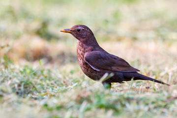 Common blackbird female (Turdus merula).