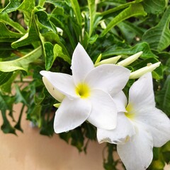 planta flor jasmim do caribe - plumeria pudica                                                                                                                                                          