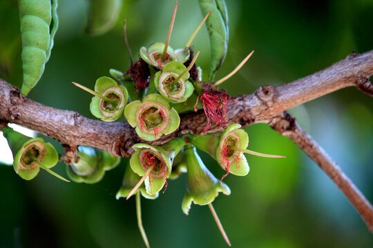 planta flor jambo - syzygium jambos