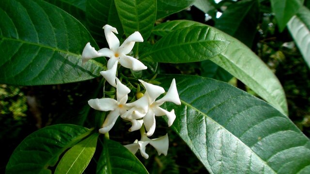 planta flor jasmim catavento - tabernaemontana catharinensis