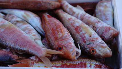 close up of freshly caught fish