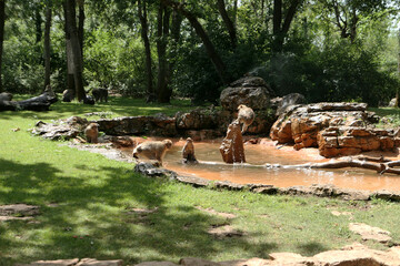 Fototapeta premium A community of monkeys playing with water in a green creek in the forest