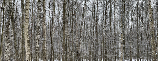 Panoramic image of snow-covered empty forest, black and white birch trunks and other trees, no one in the park, peace and tranquility