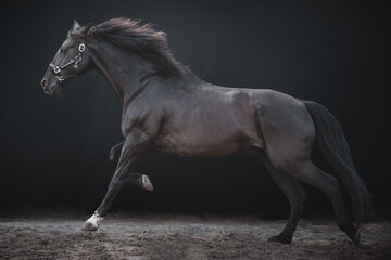 Big black galloping horse, cross breed between a Friesian and Spanish Andalusian horse, on a black background.