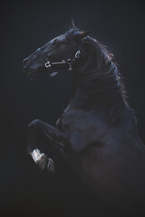 Top view of a big prancing horse, cross breed between a Friesian and Spanish Andalusian horse, on a black background.
