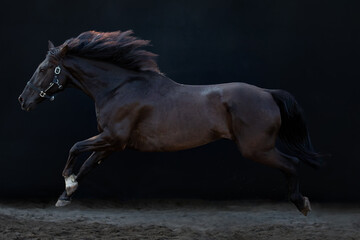 Big black galloping horse, cross breed between a Friesian and Spanish Andalusian horse, on a black...
