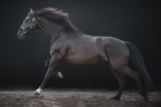 Big black galloping horse, cross breed between a Friesian and Spanish Andalusian horse, on a black background.