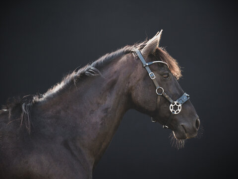 Side portrait of a friendly big horse, cross breed between a Friesian and Spanish Andalusian horse, on a black background looking to the side.