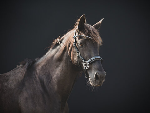 Side portrait of a friendly big horse, cross breed between a Friesian and Spanish Andalusian horse, on a black background looking into the camera.