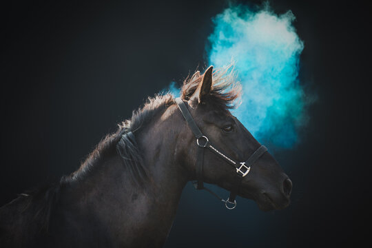 Side portrait of a friendly big horse, cross breed between a Friesian and Spanish Andalusian horse, on a black background with blue powder.