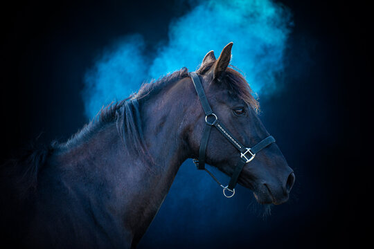 Side portrait of a friendly big horse, cross breed between a Friesian and Spanish Andalusian horse, on a black background with blue powder.