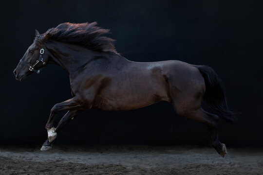 Big black galloping horse, cross breed between a Friesian and Spanish Andalusian horse, on a black background.