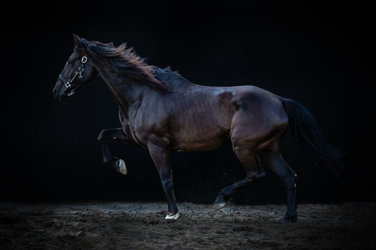 Big black trotting horse with one leg up, cross breed between a Friesian and Spanish Andalusian horse, on a black background.