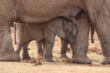 Fototapeta premium African Elephants in Addo Elephant National Park, South Africa 