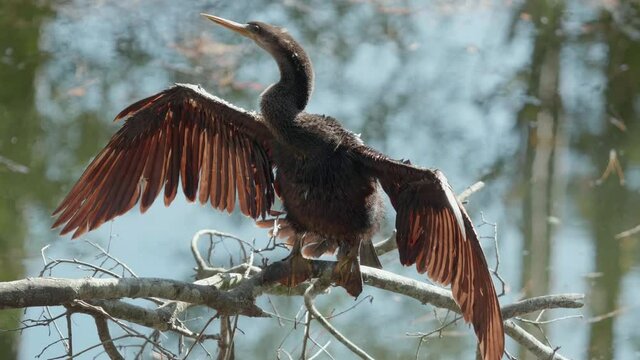 male anhinga sunbathing and drying its wings after swimming