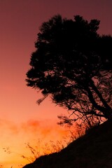 Tree silhouette Sunset 