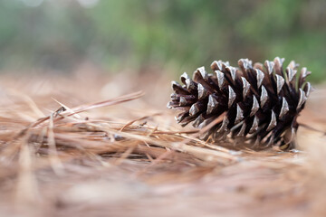Pine cone on the ground in pine straw - Powered by Adobe