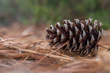 Naklejka na ściany i meble close-up of pinecone laying in pine needles