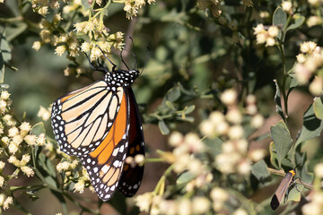 Close-up of a butterfly on a flower