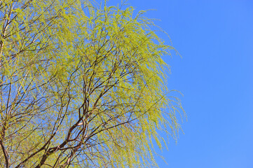 In spring, the willows shoot out against the blue sky