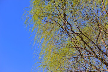 Obraz premium In spring, the willows shoot out against the blue sky