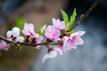 Peach blossoms are in full bloom in the greenhouse