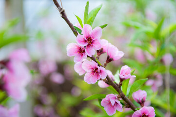 Peach blossoms are in full bloom in the greenhouse