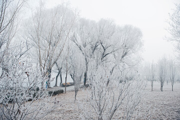 The rime falls on the wild plants in winter