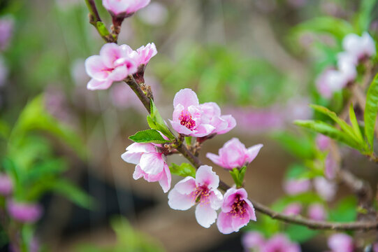 Peach blossoms are in full bloom in the greenhouse
