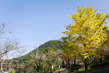 青空をバックに黄色く色づいたイチョウの葉