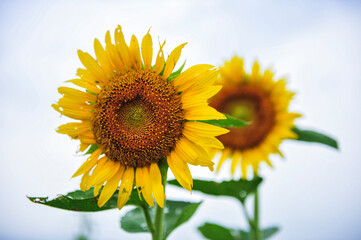 Sunflowers blooming in the fields