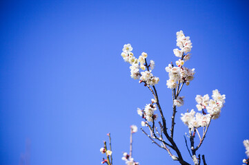 青空を背景に満開の白梅を写す	