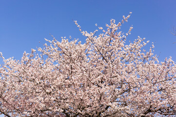 早咲きの桜　暖流桜
