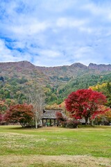 茅葺屋根と紅葉したモミジのコラボ情景＠西湖 野鳥の森公園、山梨