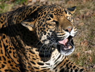 A jaguar lays on the grass. 