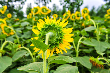 Sunflowers growing in farmland