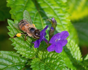 Black and golden honey bee with pollen on its legs is foraging for nectar from a purple flower against green leaves.