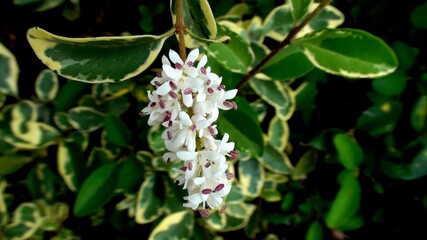 planta flor ligustrum sinense - ligustrinho