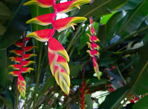 Tropical flowers. Heliconia flower colors. Heliconiaceae.