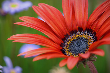 Macro of a beautiful Gerber daisy