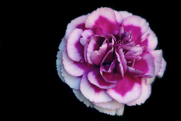 Isolated purple flower with black background
