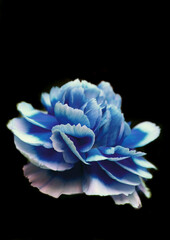 Isolated blue flower with black background