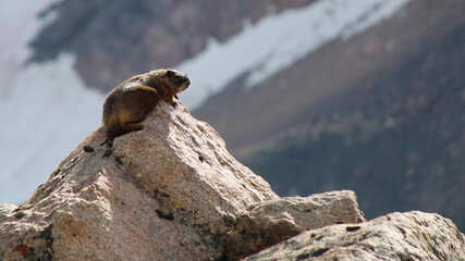 Yellow-bellied Marmot on Lookout
