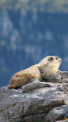 Hoary Marmot Sunning