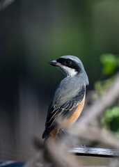 spotted woodpecker