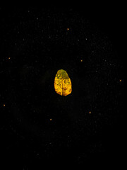 leaf in the center of the universe