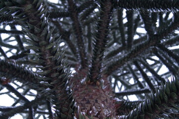 Monkey puzzle tree covered by snow