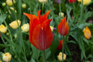 red and yellow tulip